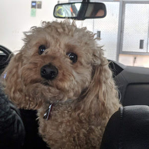 Meet your Posher, Vincent